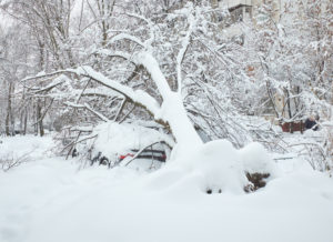 Winter view on fallen trees on cars under snow